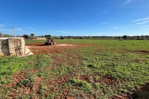 Parcela en venta en Manacor, Mallorca, España 3 dormitorios, 14332 m2 No. 142676 - foto 1