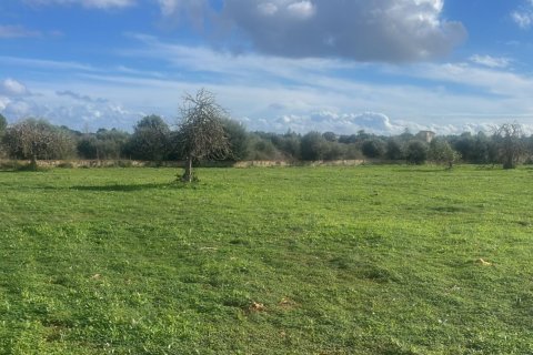 Parcela en venta en Manacor, Mallorca, España 3 dormitorios, 14332 m2 No. 142676 - foto 2