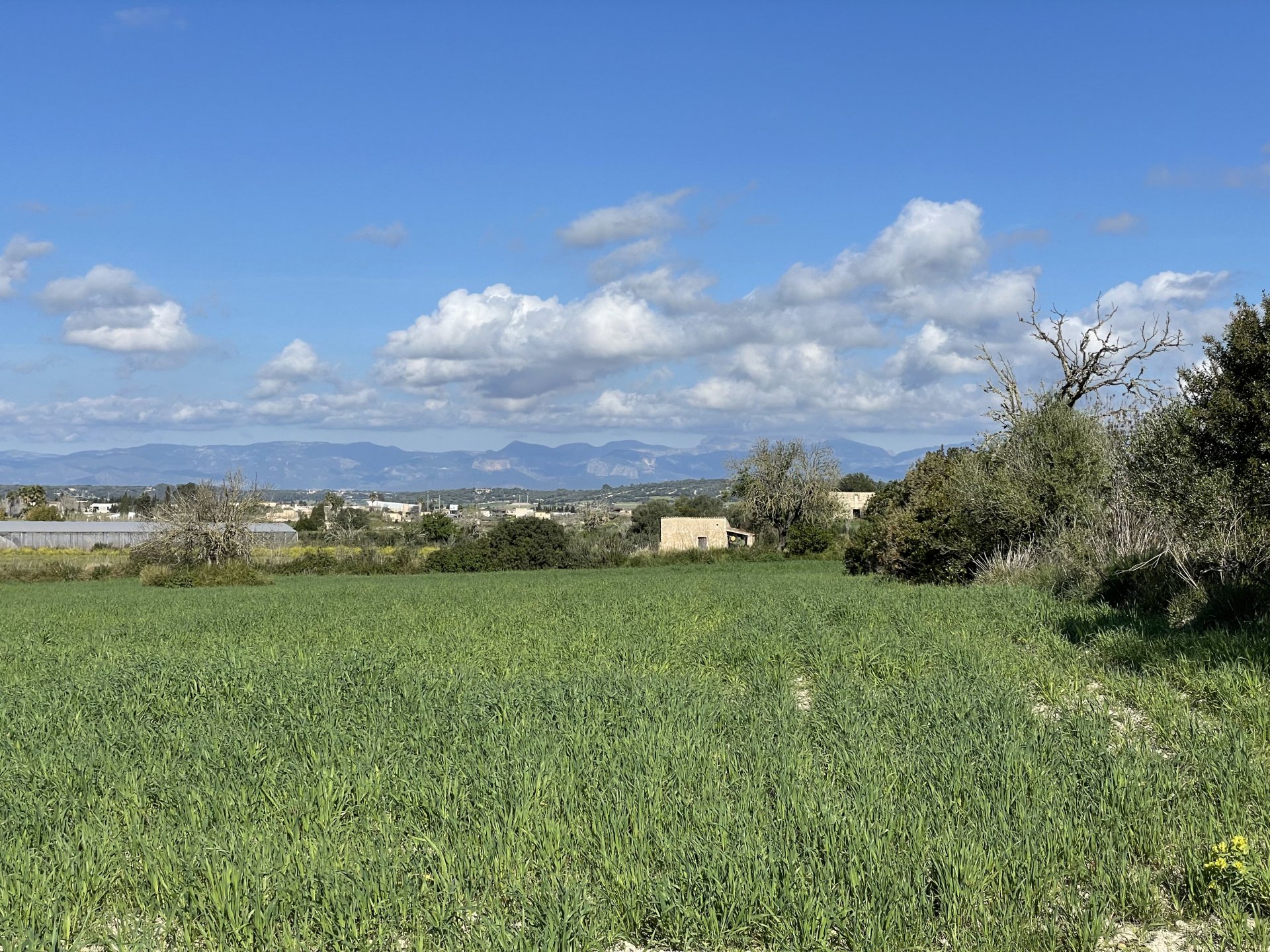Land plot in Montuiri, Mallorca, Spain 3 bedrooms, 15630 sq.m. No. 161049