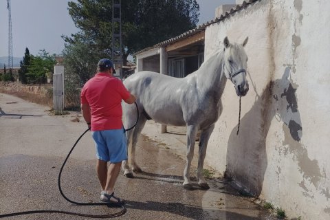Finka w Monovar, Alicante, Hiszpania 3 sypialnie, 209 mkw. nr 190119 – zdjęcie 30