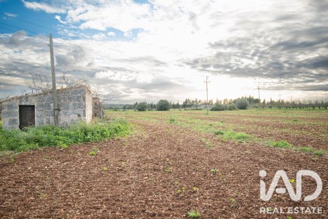 Land zum Verkauf in Llubi, Mallorca, Spanien 14787 m2 Nr. 196512 - Foto 5