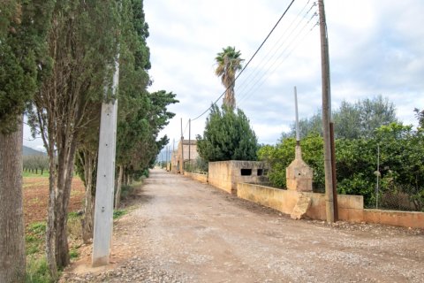 Land zum Verkauf in Llubi, Mallorca, Spanien 14787 m2 Nr. 196512 - Foto 10