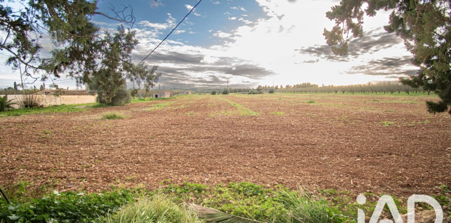 Land in Llubi, Mallorca, Spanien 14787 m2 Nr. 196512