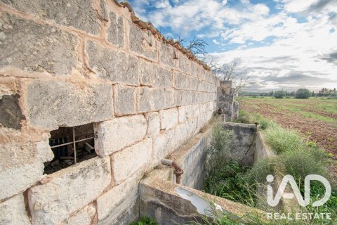 Land zum Verkauf in Llubi, Mallorca, Spanien 14787 m2 Nr. 196512 - Foto 6
