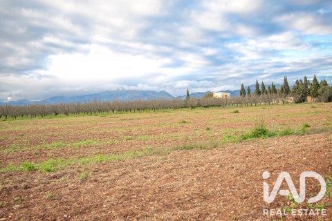Land zum Verkauf in Llubi, Mallorca, Spanien 14787 m2 Nr. 196512 - Foto 12