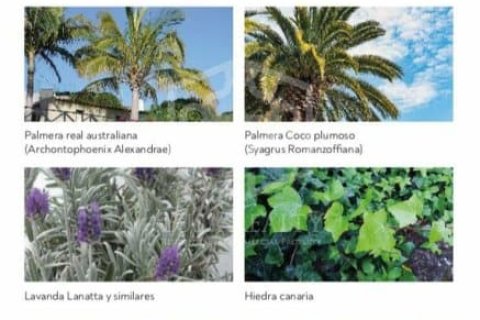 Terreno in vendita a Guia de Isora, Tenerife, Spagna N° 164768 - foto 14