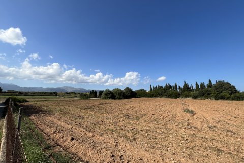 Land plot for sale in Muro, Mallorca, Spain 25644 sq.m. No. 156160 - photo 2