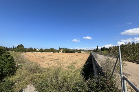 Land plot for sale in Muro, Mallorca, Spain 25644 sq.m. No. 156160 - photo 8