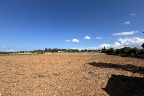 Land plot for sale in Muro, Mallorca, Spain 25644 sq.m. No. 156160 - photo 7