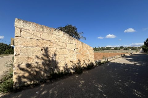Land plot for sale in Muro, Mallorca, Spain 25644 sq.m. No. 156160 - photo 6