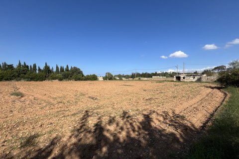 Land plot for sale in Muro, Mallorca, Spain 25644 sq.m. No. 156160 - photo 9