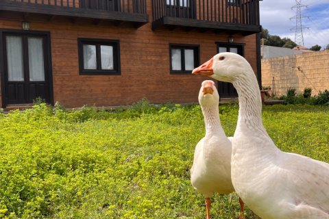 Dom w Alhaurin de la Torre, Malaga, Hiszpania 4 sypialnie, 206 mkw. nr 153252 – zdjęcie 3