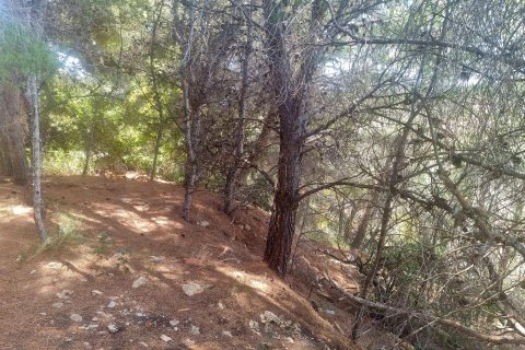 Land plot for sale in Galera de las Palmeras, Alicante, Spain No. 165542 - photo 12