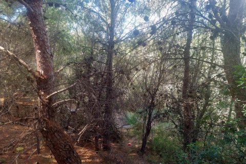 Land plot for sale in Galera de las Palmeras, Alicante, Spain No. 165542 - photo 14