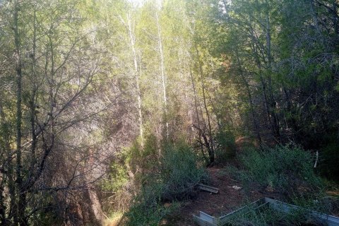 Land plot for sale in Galera de las Palmeras, Alicante, Spain No. 165542 - photo 17