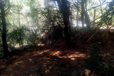 Land plot for sale in Galera de las Palmeras, Alicante, Spain No. 165542 - photo 11