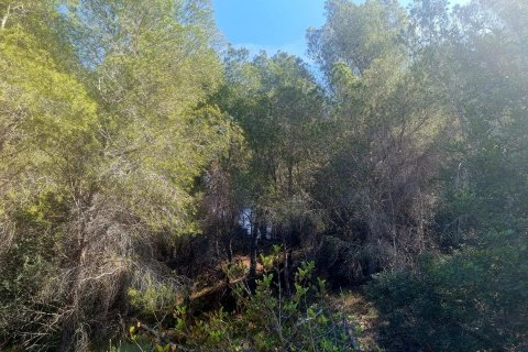 Land plot for sale in Galera de las Palmeras, Alicante, Spain No. 165542 - photo 7