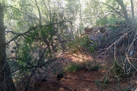Land plot for sale in Galera de las Palmeras, Alicante, Spain No. 165542 - photo 10