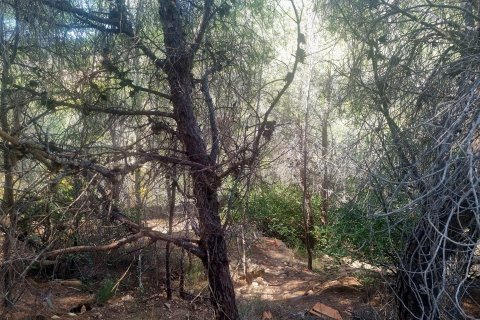 Land plot for sale in Galera de las Palmeras, Alicante, Spain No. 165542 - photo 8