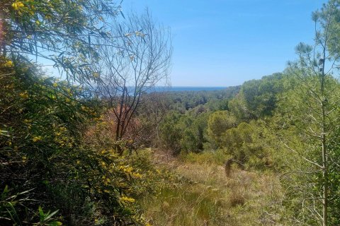 Land plot for sale in Galera de las Palmeras, Alicante, Spain No. 165542 - photo 6