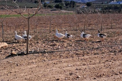 Propiedad comercial en venta en Lorca, Murcia, España No. 185123 - foto 18