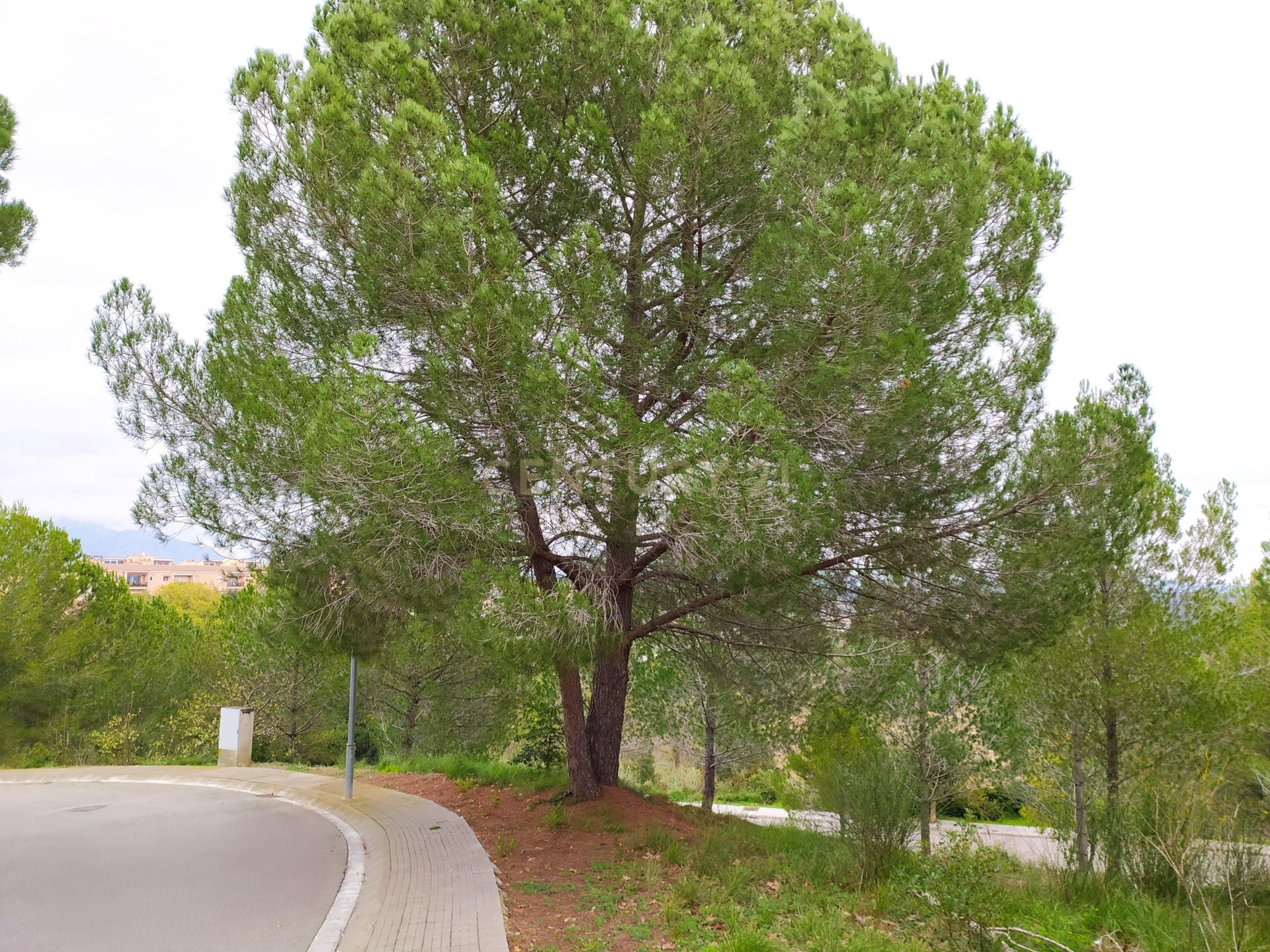 Land plot in Sant Llorenc D'hortons, Barcelona, Spain No. 186448