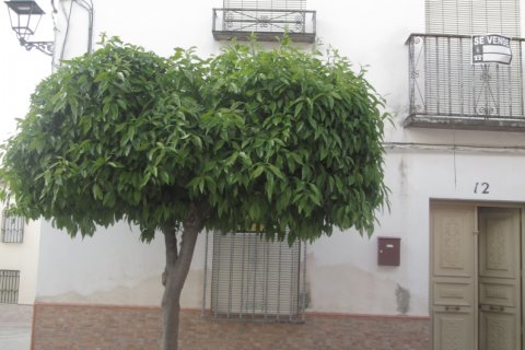Villa à vendre à Santiago De Calatrava, Jaen, Espagne, 6 chambres, 298 m2 No. 185474 - photo 2