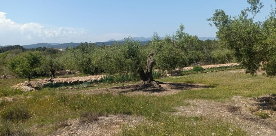 Terreno a L'Ametlla de Mar, Tarragona, Spagna 12172 mq. N° 184907
