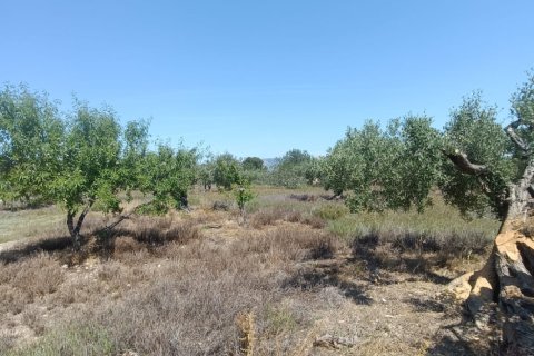 Terreno in vendita a L'Ametlla de Mar, Tarragona, Spagna 12172 mq. N° 184907 - foto 5