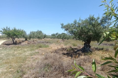 Terreno in vendita a L'Ametlla de Mar, Tarragona, Spagna 12172 mq. N° 184907 - foto 6
