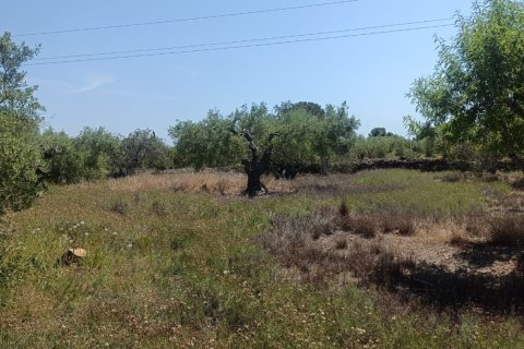 Terreno in vendita a L'Ametlla de Mar, Tarragona, Spagna 12172 mq. N° 184907 - foto 2