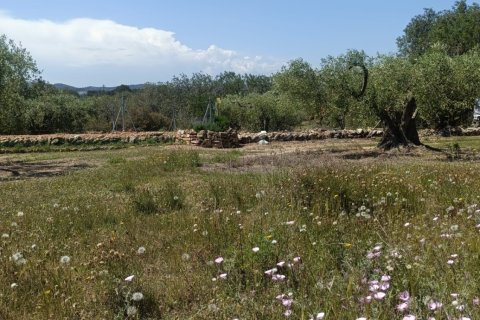 Terreno in vendita a L'Ametlla de Mar, Tarragona, Spagna 12172 mq. N° 184907 - foto 4