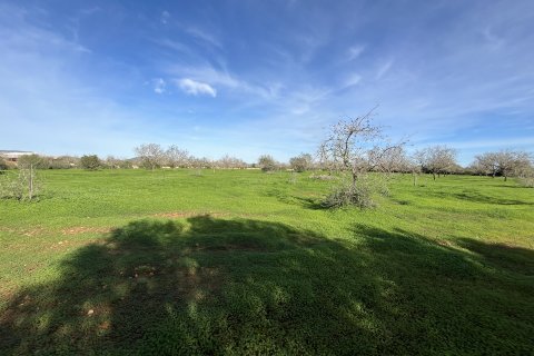 Land plot for sale Llucmajor, Mallorca, Spain 21112 sq.m. No. 111940 - photo 11