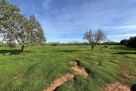 Land plot for sale Llucmajor, Mallorca, Spain 21112 sq.m. No. 111940 - photo 10