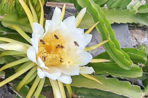 Casa adosada en venta en Los Menores, Tenerife, España 2 dormitorios, 125 m2 No. 151973 - foto 18