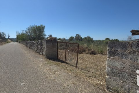 Parcela en venta en Santa Margalida, Mallorca, España 6160 m2 No. 184668 - foto 3