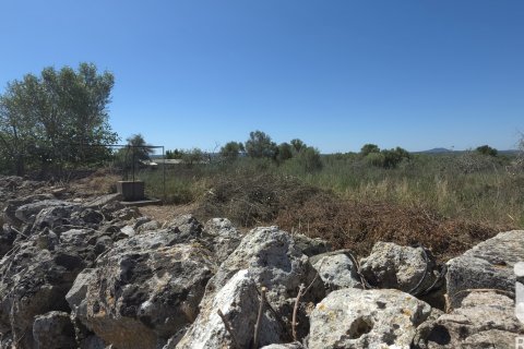 Parcela en venta en Santa Margalida, Mallorca, España 6160 m2 No. 184668 - foto 4