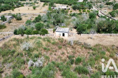 Tontti Santa Margalida, Mallorca, Espanja 6160 m2 No. 184668