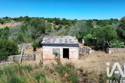 Parcela en venta en Santa Margalida, Mallorca, España 6160 m2 No. 184668 - foto 29
