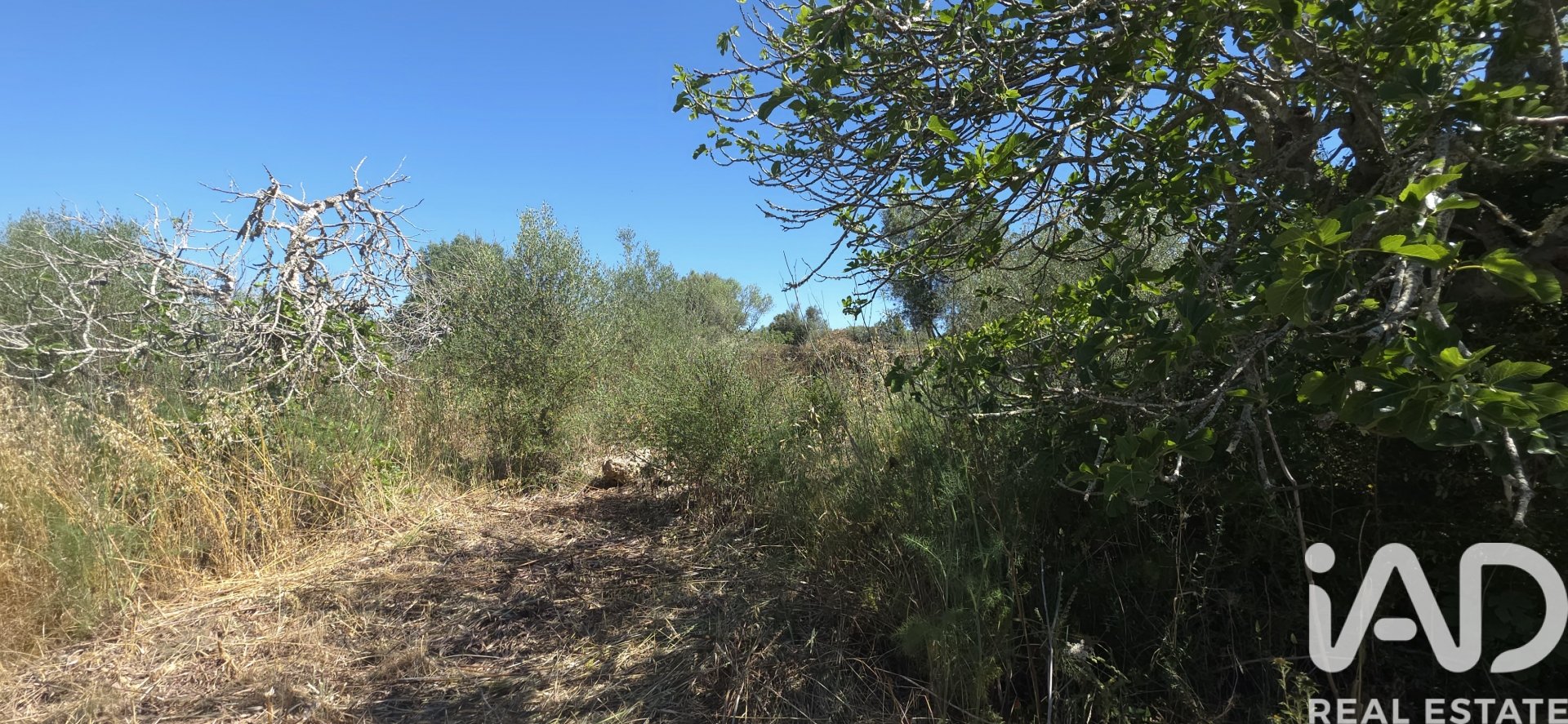 Land plot à Santa Margalida, Mallorca, Espagne 6160 m2 No. 184668