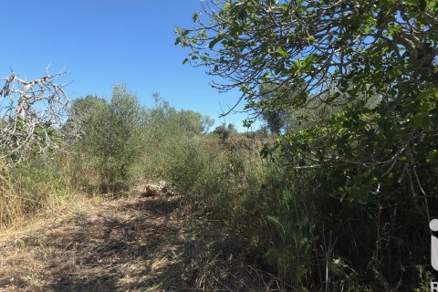 Parcela en venta en Santa Margalida, Mallorca, España 6160 m2 No. 184668 - foto 23
