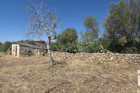 Parcela en venta en Santa Margalida, Mallorca, España 6160 m2 No. 184668 - foto 7