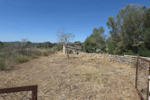 Parcela en venta en Santa Margalida, Mallorca, España 6160 m2 No. 184668 - foto 5