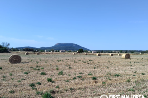 Finca for sale in Algaida, Mallorca, Spain 2 bedrooms, 997 sq.m. No. 168904 - photo 23