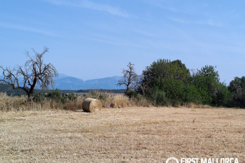 Finca for sale in Algaida, Mallorca, Spain 2 bedrooms, 997 sq.m. No. 168904 - photo 24
