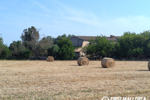 Finca for sale in Algaida, Mallorca, Spain 2 bedrooms, 997 sq.m. No. 168904 - photo 4