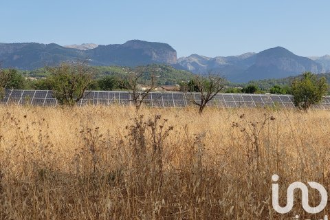 Terreno in vendita a Santa Maria Del Cami, Mallorca, Spagna 19777 mq. N° 153254 - foto 4