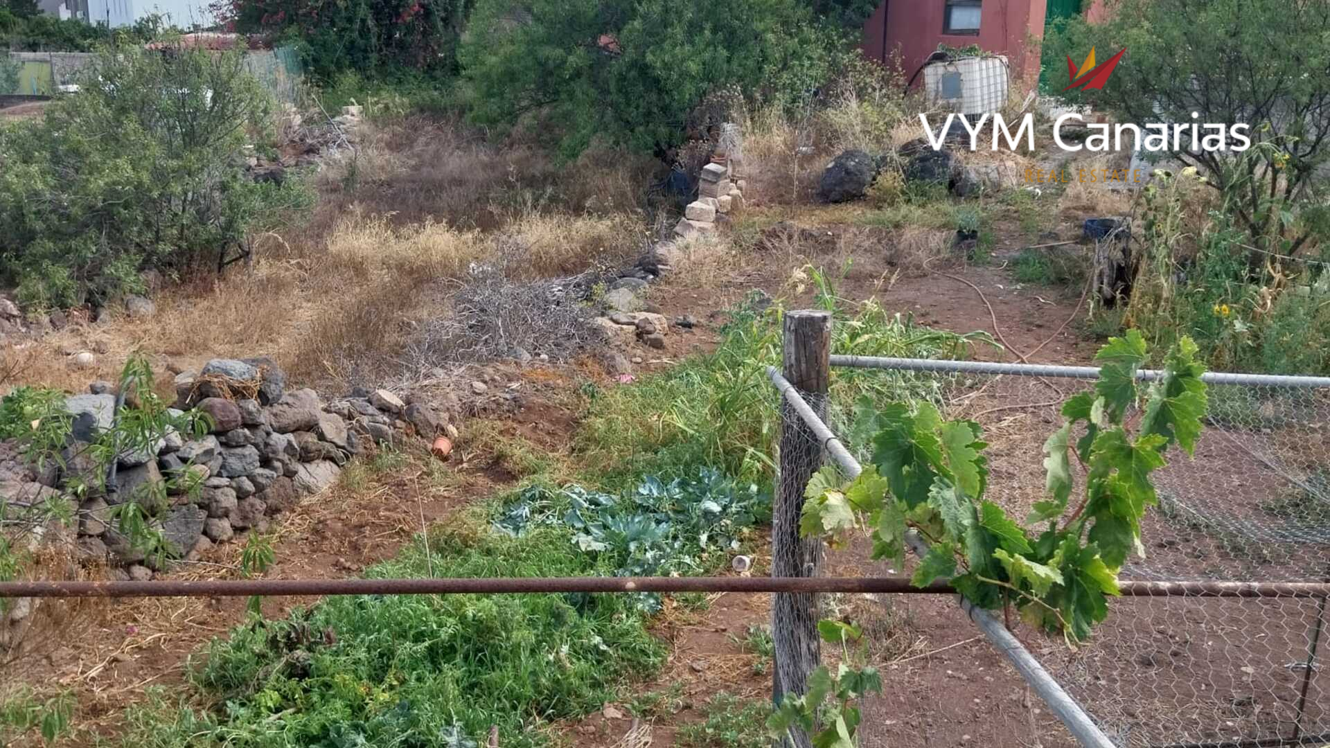 Tontti Tamaimo, Tenerife, Espanja No. 183671