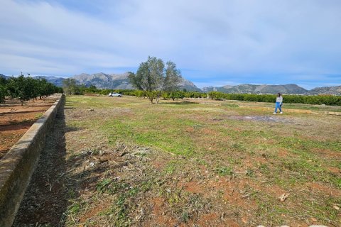 Terreno in vendita a Benidoleig, Alicante, Spagna 1445 mq. N° 184628 - foto 2