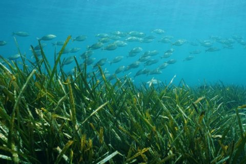 Villa in vendita a Benissa, Alicante, Spagna 4 camere da letto, 680 mq. N° 141943 - foto 13